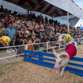 The Annual Orange County Fair: A Must-Attend Event in Southern California