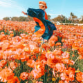 Exploring the Beauty of the Carlsbad Flower Fields in Southern California