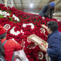 The Rose Parade in Pasadena: A Southern California Tradition